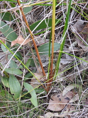 Machaerina teretifolia