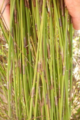 Rhodocoma fruticosa
