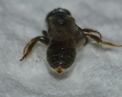 Lasioglossum imitatum