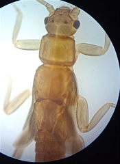Zelandobius