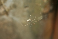 Holocnemus hispanicus