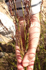 Rhodocoma fruticosa