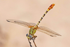Erpetogomphus designatus