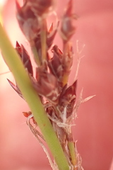 Rhodocoma fruticosa