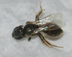 Lasioglossum imitatum