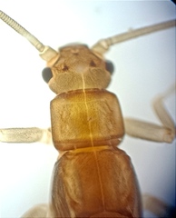 Zelandobius