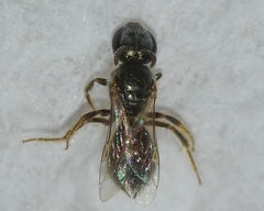 Lasioglossum imitatum