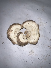 Mycorrhaphium adustum