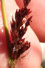 Rhodocoma fruticosa