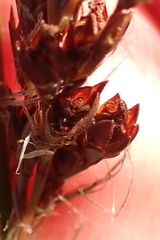 Rhodocoma fruticosa