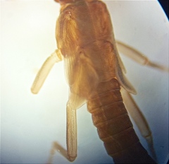 Zelandobius