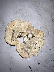 Mycorrhaphium adustum