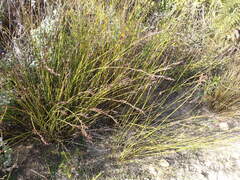 Rhodocoma fruticosa