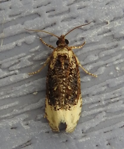 Off-white Hedya Moth, photo 6 of 10