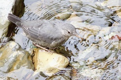 Cinclus mexicanus