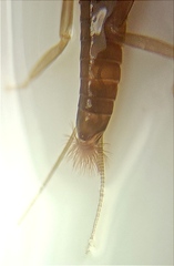 Zelandobius
