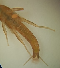Zelandobius