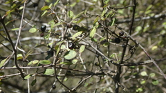 Coprosma tenuicaulis