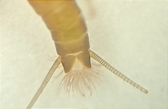 Zelandobius
