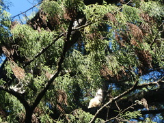 Dacrydium cupressinum