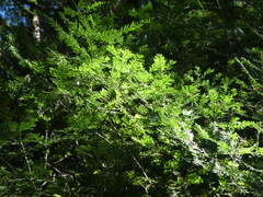 Prumnopitys ferruginea