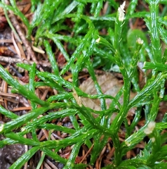 Diphasiastrum complanatum