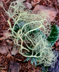 Usnea subfloridana