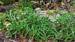 Diphasiastrum complanatum