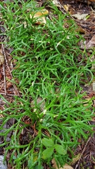 Diphasiastrum complanatum