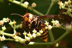 Vespa mandarinia