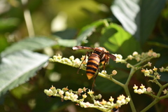 Vespa mandarinia