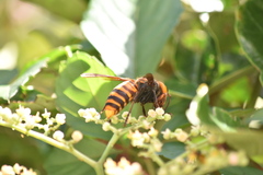 Vespa mandarinia