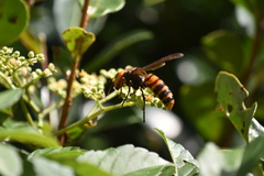 Vespa mandarinia
