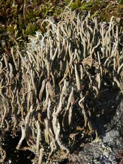 Cladonia cornuta