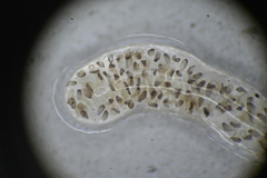 Chironomoidea