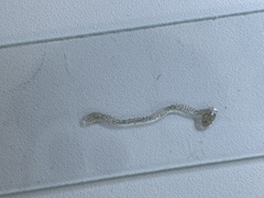 Chironomoidea