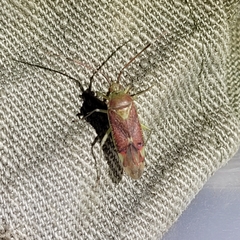 Pantilius tunicatus