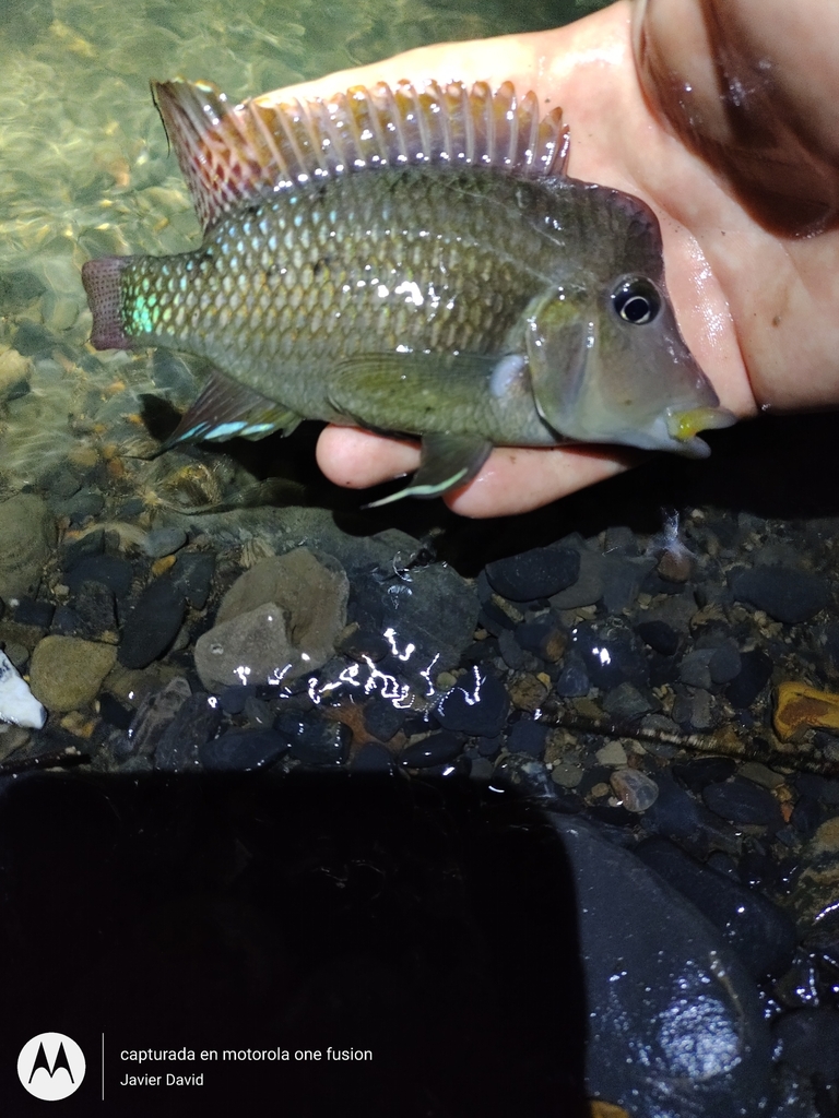 Redhump eartheater (Geophagus steindachneri) — Cichlidae