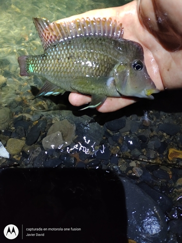Redhump eartheater (Geophagus steindachneri) — Cichlidae