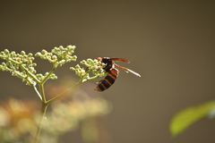 Vespa mandarinia