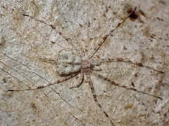 Tamopsis