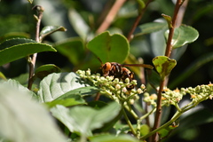 Vespa mandarinia