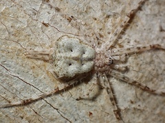 Tamopsis