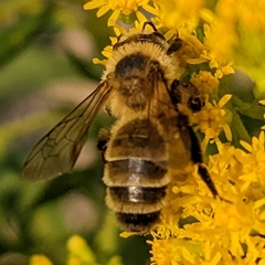 Andrena hirticincta