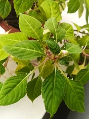 Impatiens walleriana