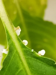 Impatiens walleriana