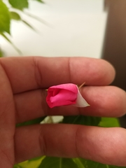 Impatiens walleriana