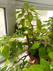 Impatiens walleriana