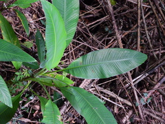 Musa banksii