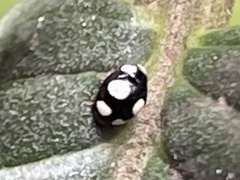 Hyperaspis silvestrii